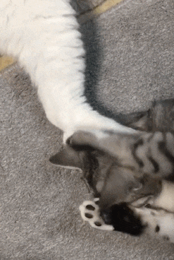 搞笑GIF: 洗发水广告是怎么拍的？